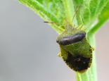BUGS Green shieldbug - Amy Lewis